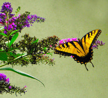 Load image into Gallery viewer, Color Takes Flight Butterfly Print